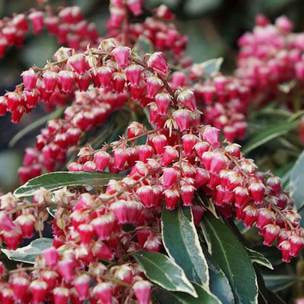 PIERIS JAP 'MT FIRE' 7G