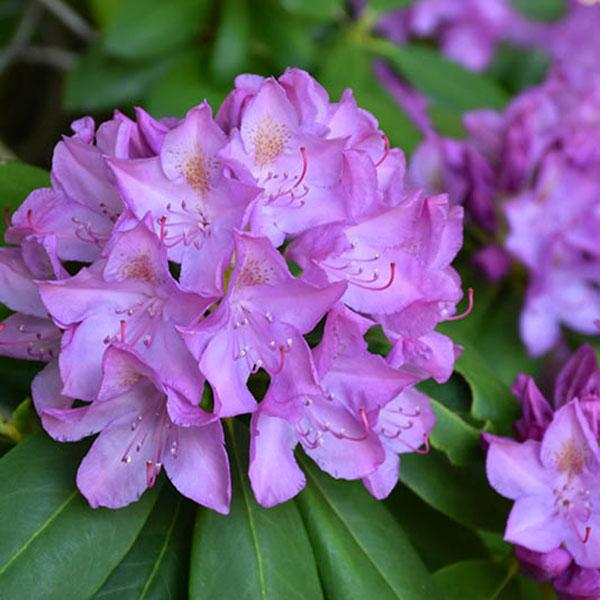 RHODO 'PURPUREUM ELEGANS' 10G