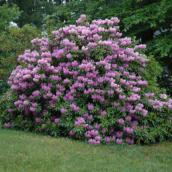 RHODO 'HOLDEN'S RASPBRY RUFFLES'