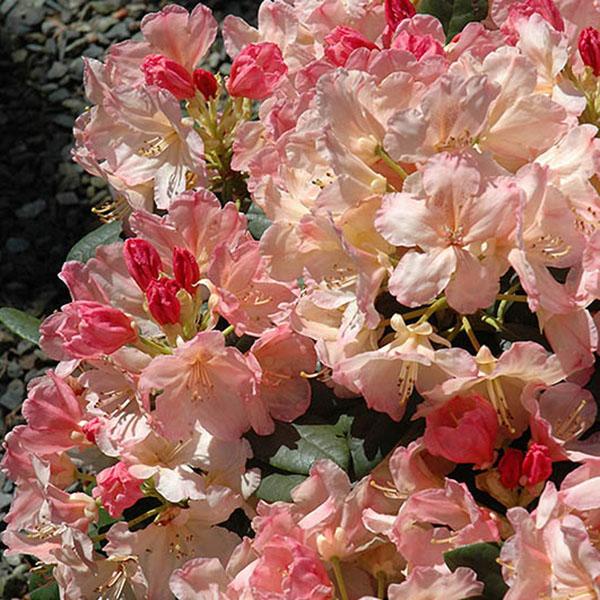 RHODO 'PERCY WISEMAN' 3G