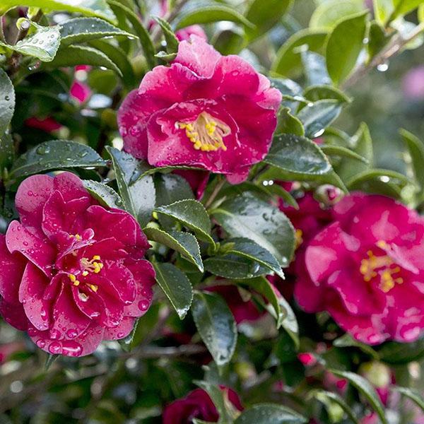 CAMELLIA SAS 'OCT MAGIC RUBY' 3G