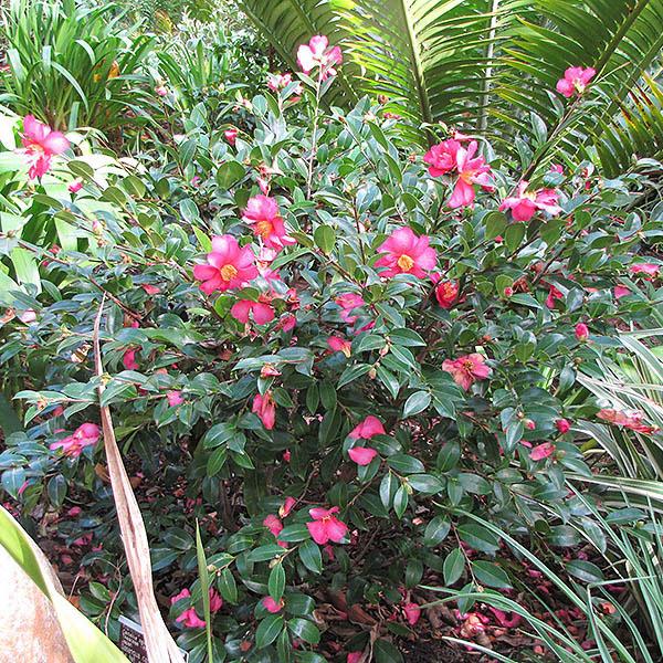 CAMELLIA SAS 'KANJIRO' 3G