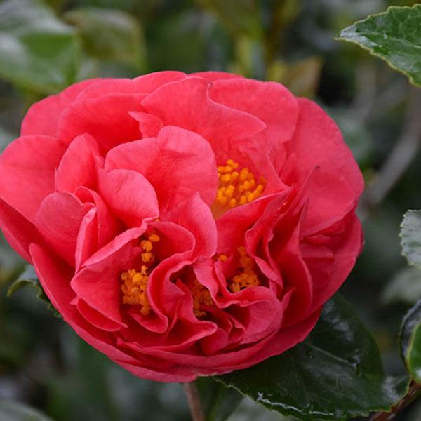 CAMELLIA SAS 'OCT MAGIC RUBY' 7G