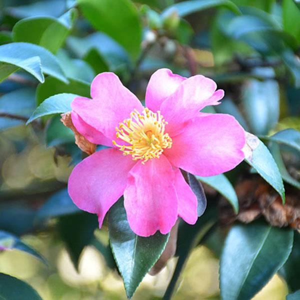 CAMELLIA SAS 'HIRYU' 3G