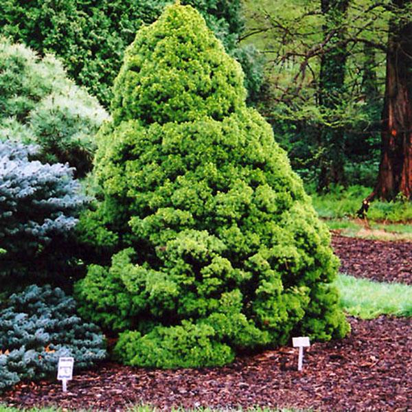 PICEA GLAUCA 'CONICA' 1G
