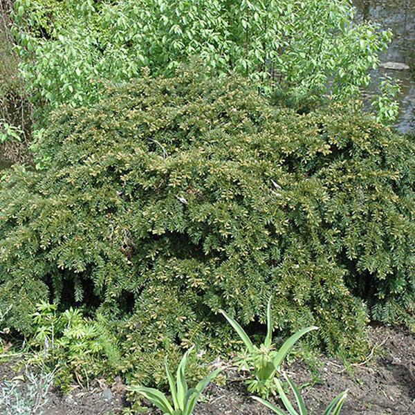 TAXUS BACC 'REPANDENS' 3G