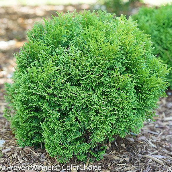 THUJA OCC 'TATER TOT' 6G