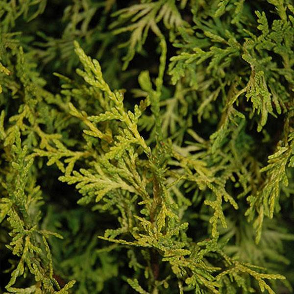 THUJA OCC 'PRIVATE JET' 7G
