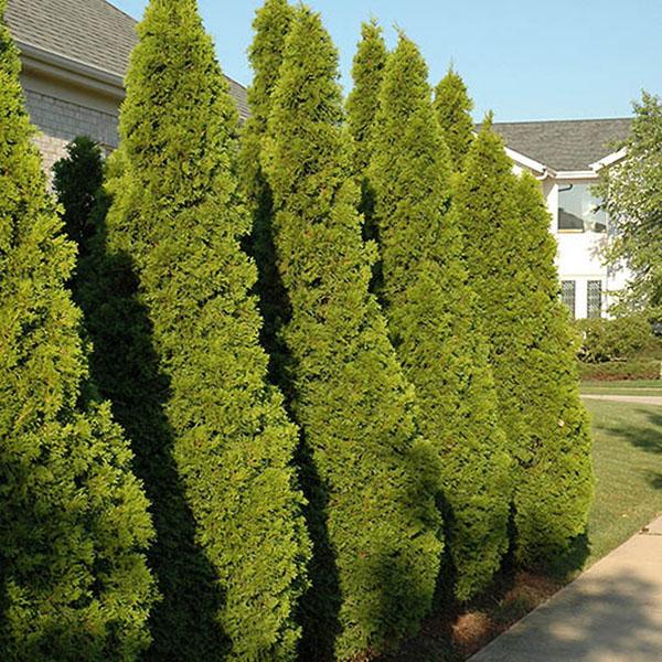 THUJA OCC 'EMERALD GREEN' 6G 4'