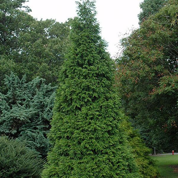 THUJA X 'GREEN GIANT' 7G