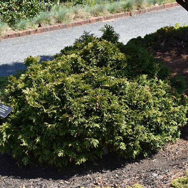 THUJA OCC 'MR BOWLING BALL' 3G