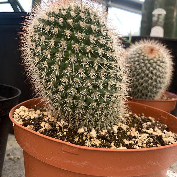 CACTUS 6"