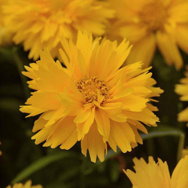 COREOPSIS 'DOUBLE THE SUN' 1G