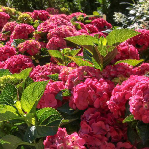 Proven Winners Shrubs