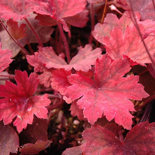 HEUCHERELLA 'SWEET TEA' 1G