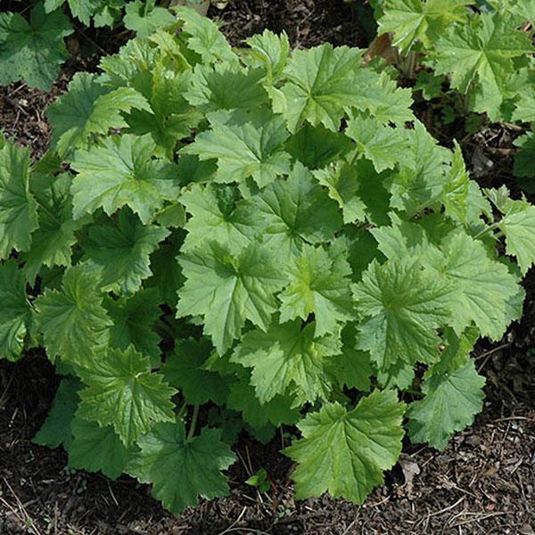 HEUCHERA 'AUTUMN BRIDE' 1G