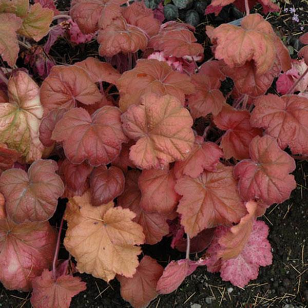 HEUCHERA 'SOUTHERN COMFORT' 1G