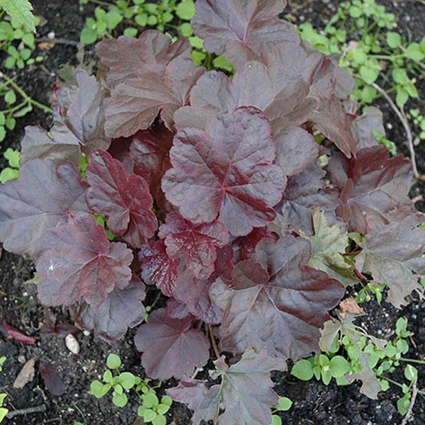 HEUCHERA 'OBSIDIAN' 1G