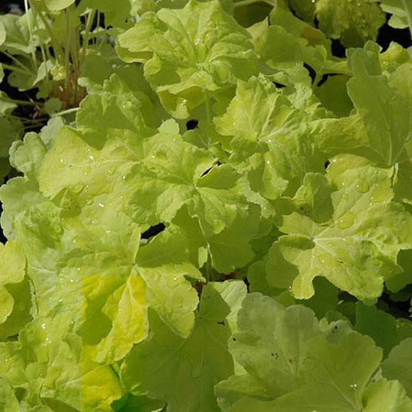 HEUCHERA 'CHERRY COLA' 1QT
