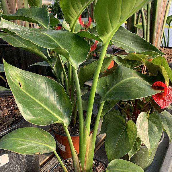 STRELITZIA BIRD PARADISE WHT 6"