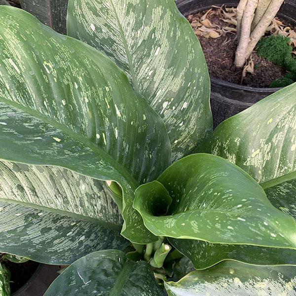 DIEFFENBACHIA SNOW 10"