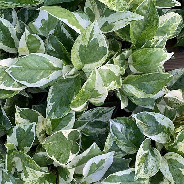 POTHOS PEARLS & JADE 6"