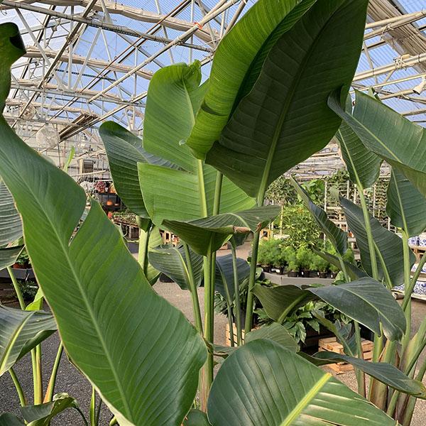 STRELITZIA BIRD PARADISE WHT 10"