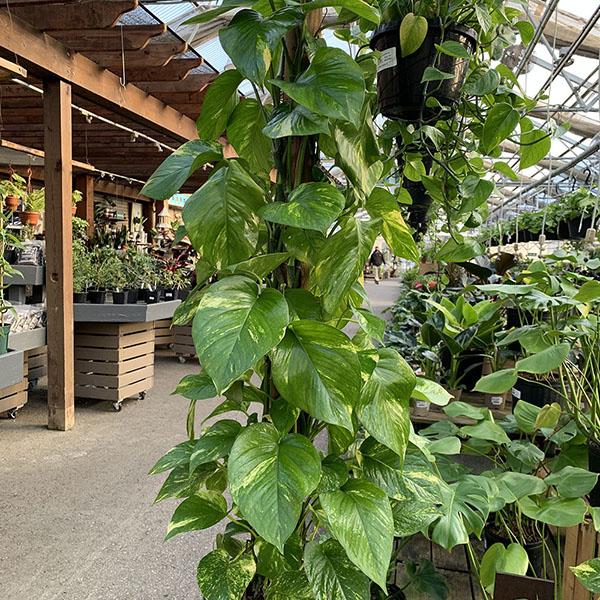 POTHOS GOLDEN TOTEM 10" 4FT