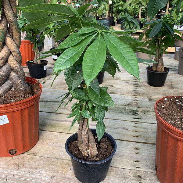 PACHIRA MONEY TREE 6"