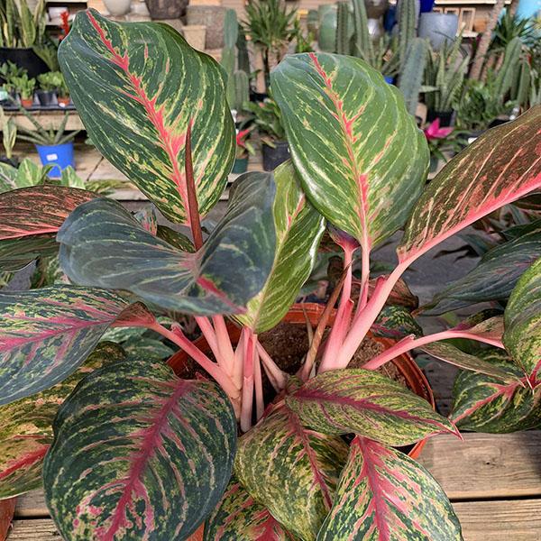 AGLAONEMA RED EMERALD 10