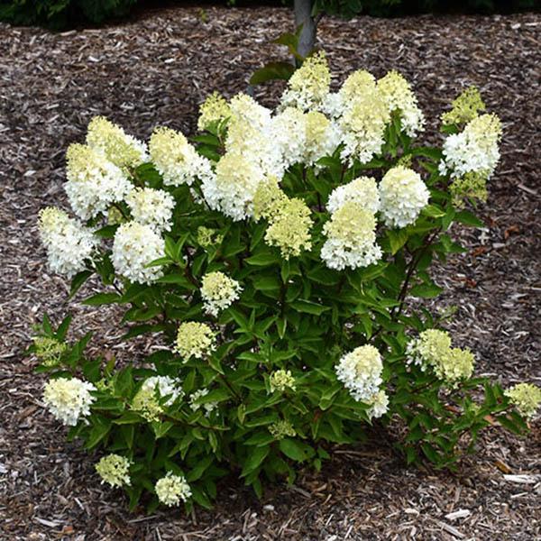 HYDRANGEA PAN 'ZINFIN DOLL' 3G