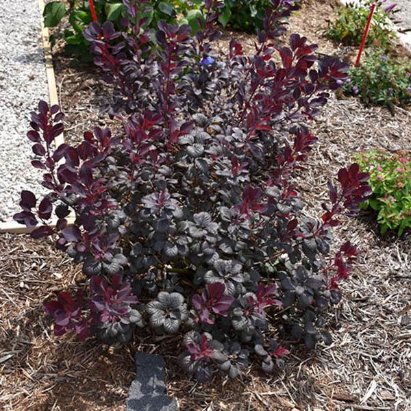 COTINUS COG 'WINECRAFT BLACK 3G