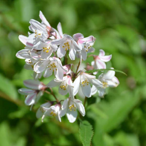 DEUTZIA 'YUKI SNOWFLAKE' 3G