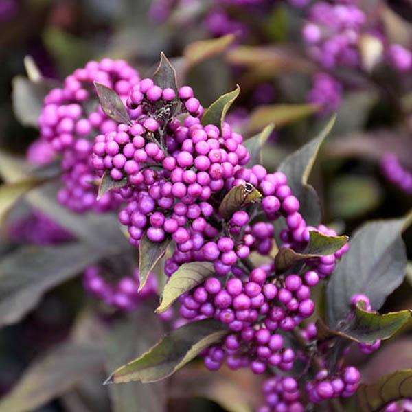 CALLICARPA 'PEARL GLAM' 3G