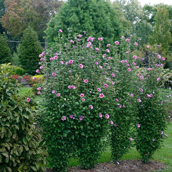 HIBISCUS S 'PURPLE PILLAR' 3G