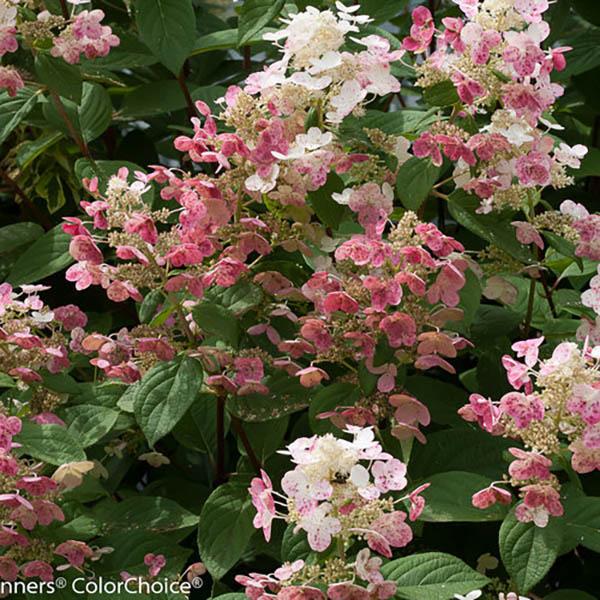 HYDRANGEA PAN 'QUICK FIRE' 7G TR