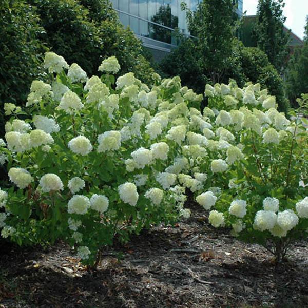 HYDRANGEA PAN 'LIMELIGHT' 7G TR