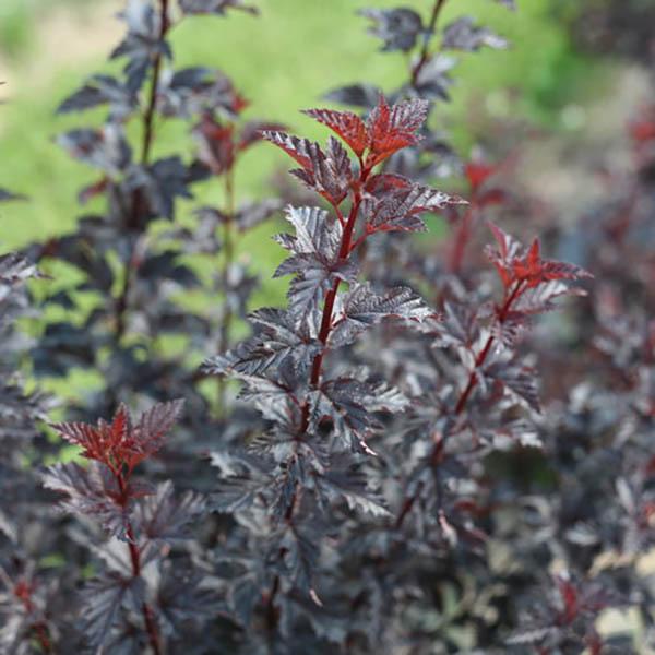 PHYSOCARPUS 'SUMM WINE BLK' 3G