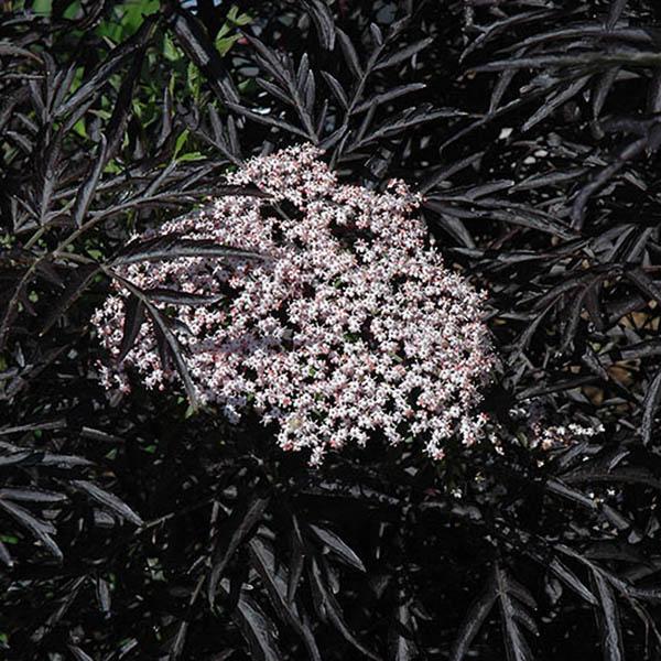 SAMBUCUS NIGRA 'BLACK LACE' 3G