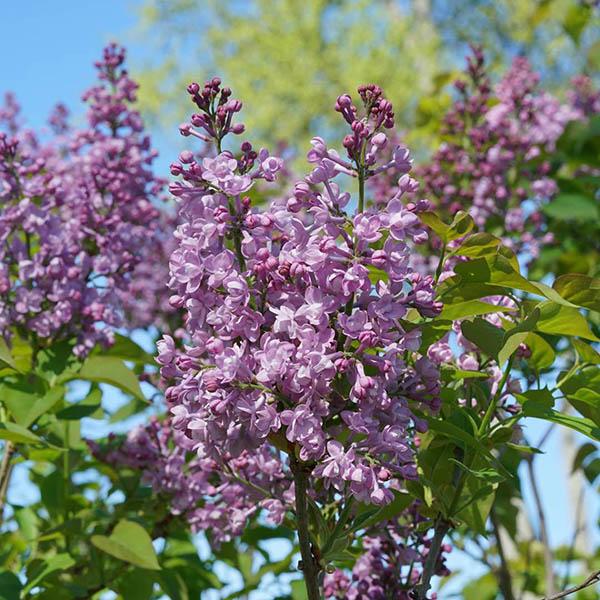 SYRINGA 'SCENTARA DBL BLUE' 3G