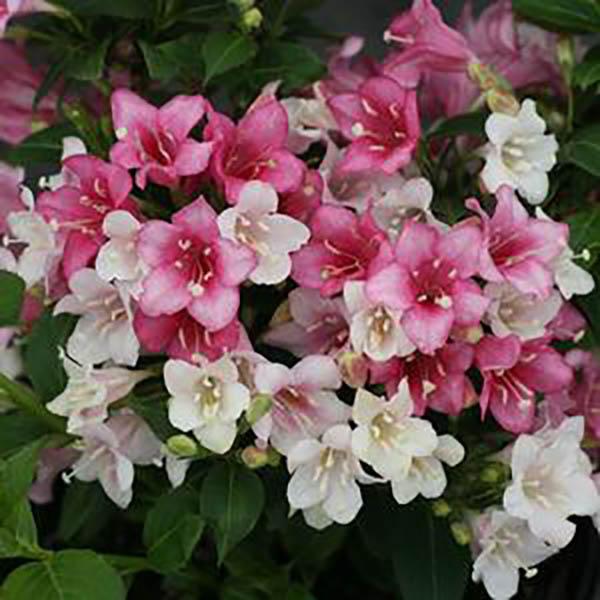 WEIGELA 'CZECHMARK TRILOGY' 3G