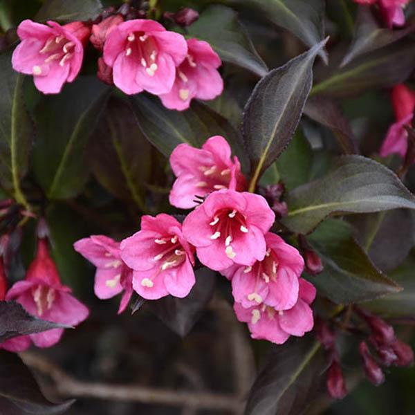 WEIGELA 'WINE & ROSES' 3G