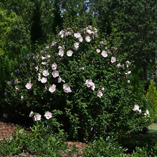 HIBISCUS S 'PINK CHIFFON' 3G