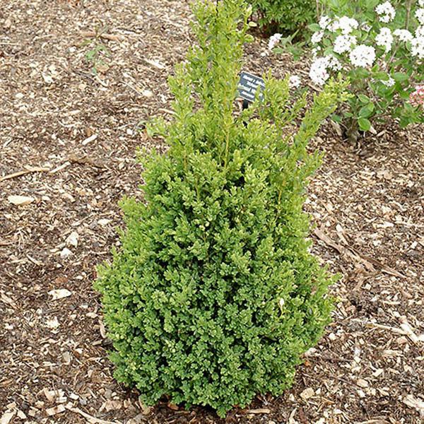 BUXUS X 'GREEN MOUNTAIN' 3G