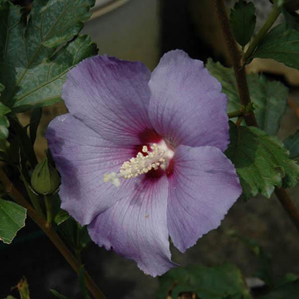 HIBISCUS S 'AZURRI BLUE SATIN' 3