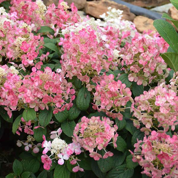 HYDRANGEA PAN 'LITTLE QUICKFIRE'