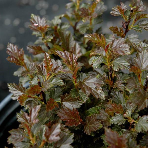 PHYSOCARPUS 'TINY WINE' 3G