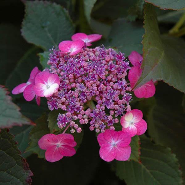 HYDRANGEA S 'TUFF STUFF' 3G