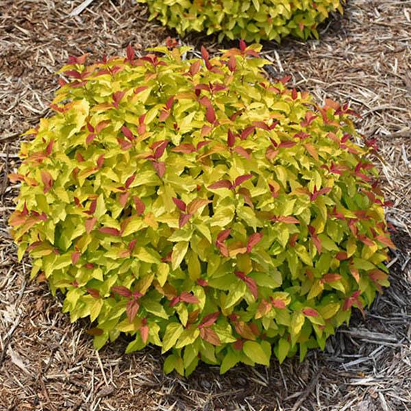 SPIRAEA 'DBL PLAY CANDY CORN' 3G
