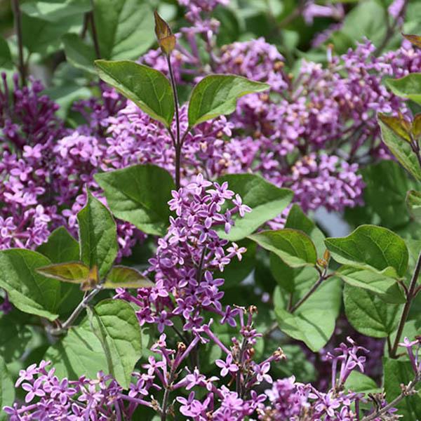 SYRINGA 'BLOOMRNG DK PRPLE' 3G